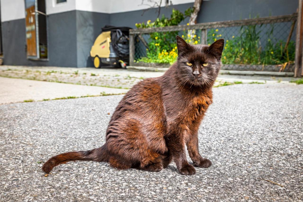 Ferienwohnung Biohof Untergrabenbauer Lidaun Exterior foto
